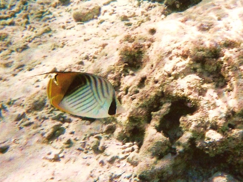 luca99